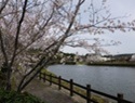 天神池の桜